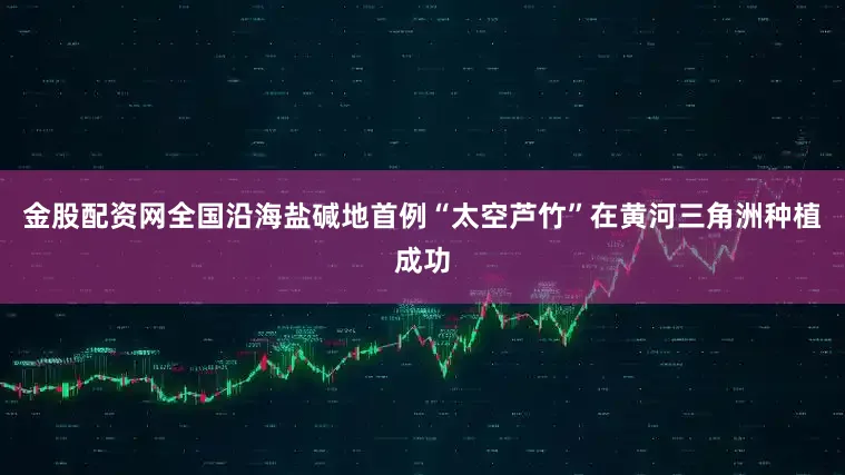 金股配资网全国沿海盐碱地首例“太空芦竹”在黄河三角洲种植成功